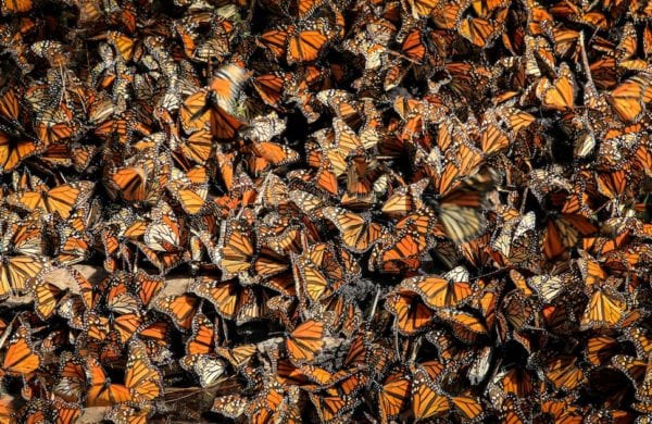 hundreds of butterflies together