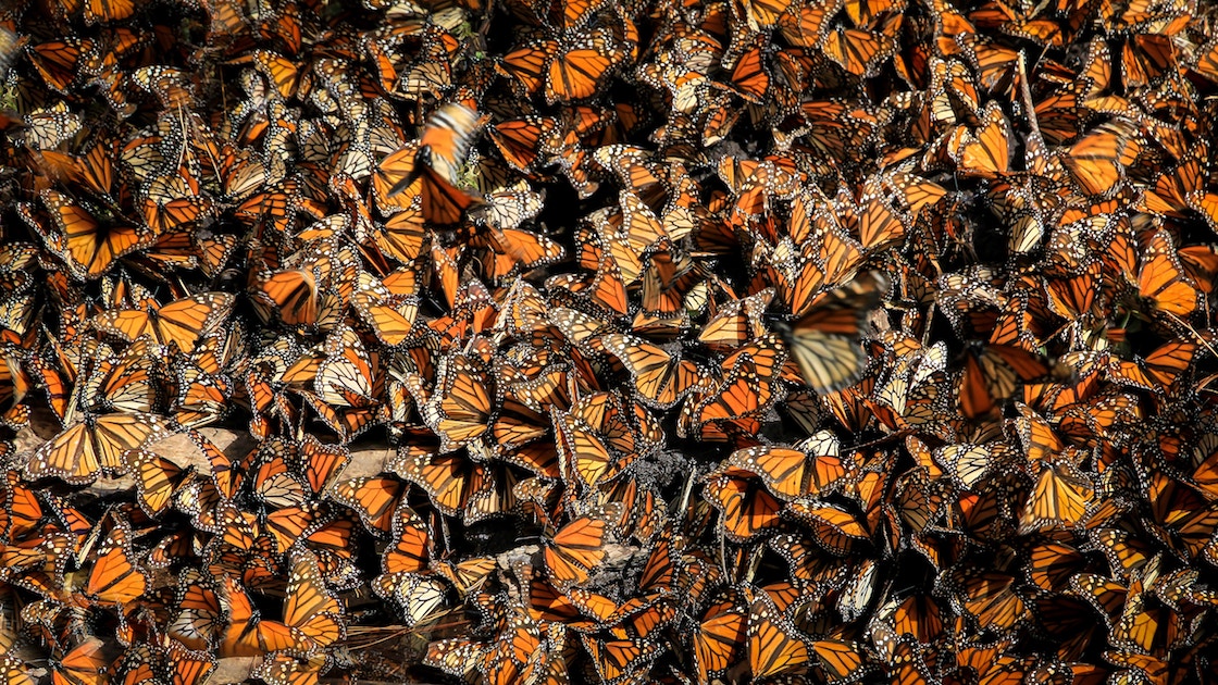 hundreds of butterflies together