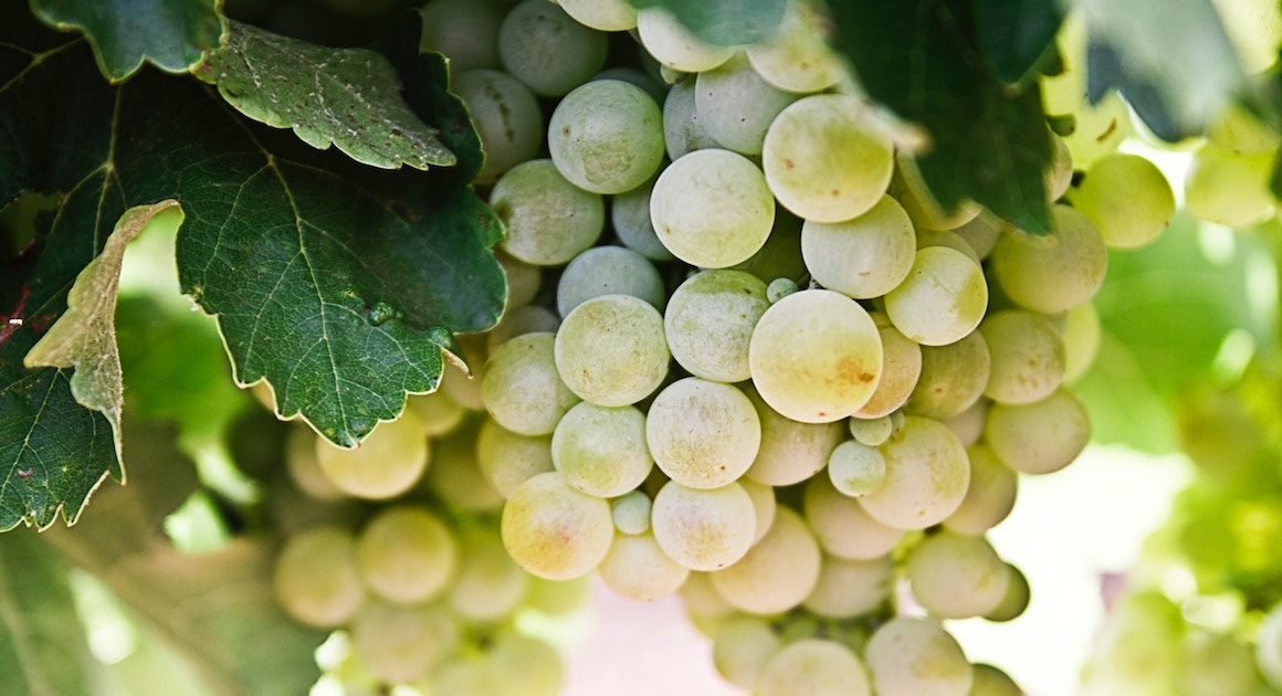 green grapes on the vine