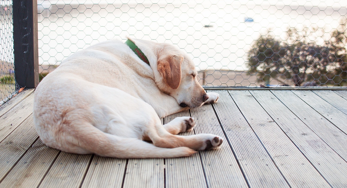 dog sleeping on a fenced in porch