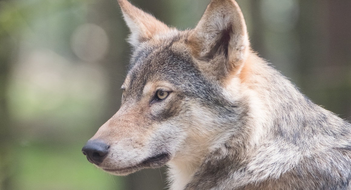 a wolf stares at prey