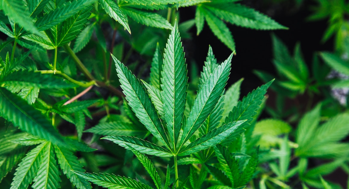 the cannabis plant
